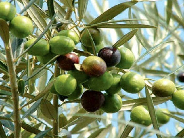 Natural Skincare Trends Australia Is Embracing